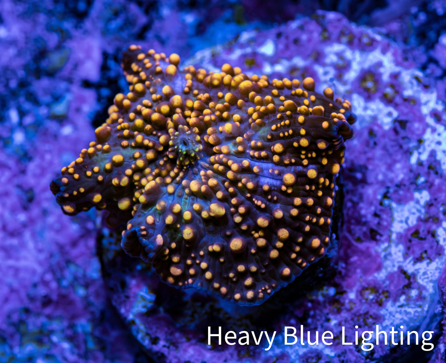 Ultra Corellamorph - Interstella Morph Coral WYSIWYG F11R2B2 1.5cm Ultra Corellamorph - Interstella Morph Coral WYSIWYG F11R2B2 1.5cm Animals & Pet Supplies Ultra Corellamorph - Interstella Morph Coral WYSIWYG F11R2B2 1.5cm Zeo Box Reef