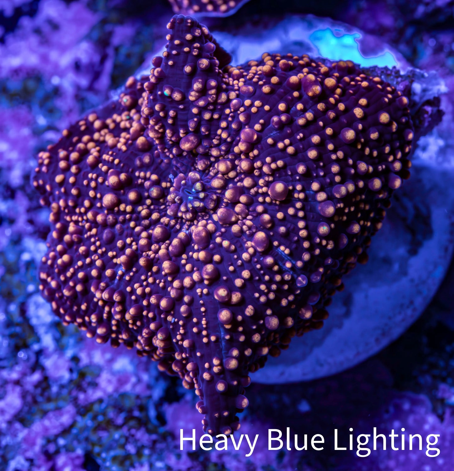 Ultra Corellamorph - Interstella Morph Coral WYSIWYG G1R1B2 2cm Ultra Corellamorph - Interstella Morph Coral WYSIWYG G1R1B2 2cm Animals & Pet Supplies Ultra Corellamorph - Interstella Morph Coral WYSIWYG G1R1B2 2cm Zeo Box Reef