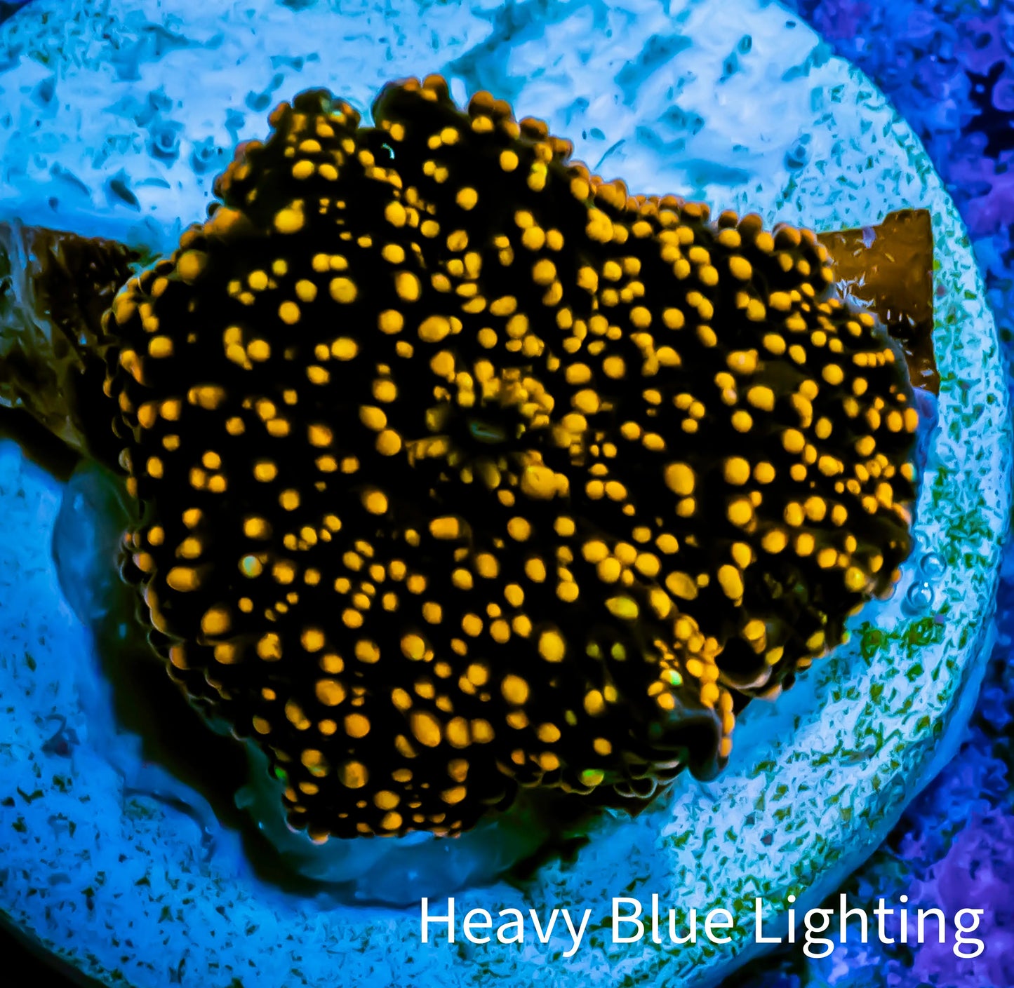 Ultra Corellamorph - Interstella Morph Coral WYSIWYG R3R1B2 1cm Ultra Corellamorph - Interstella Morph Coral WYSIWYG R3R1B2 1cm Animals & Pet Supplies Ultra Corellamorph - Interstella Morph Coral WYSIWYG R3R1B2 1cm Zeo Box Reef