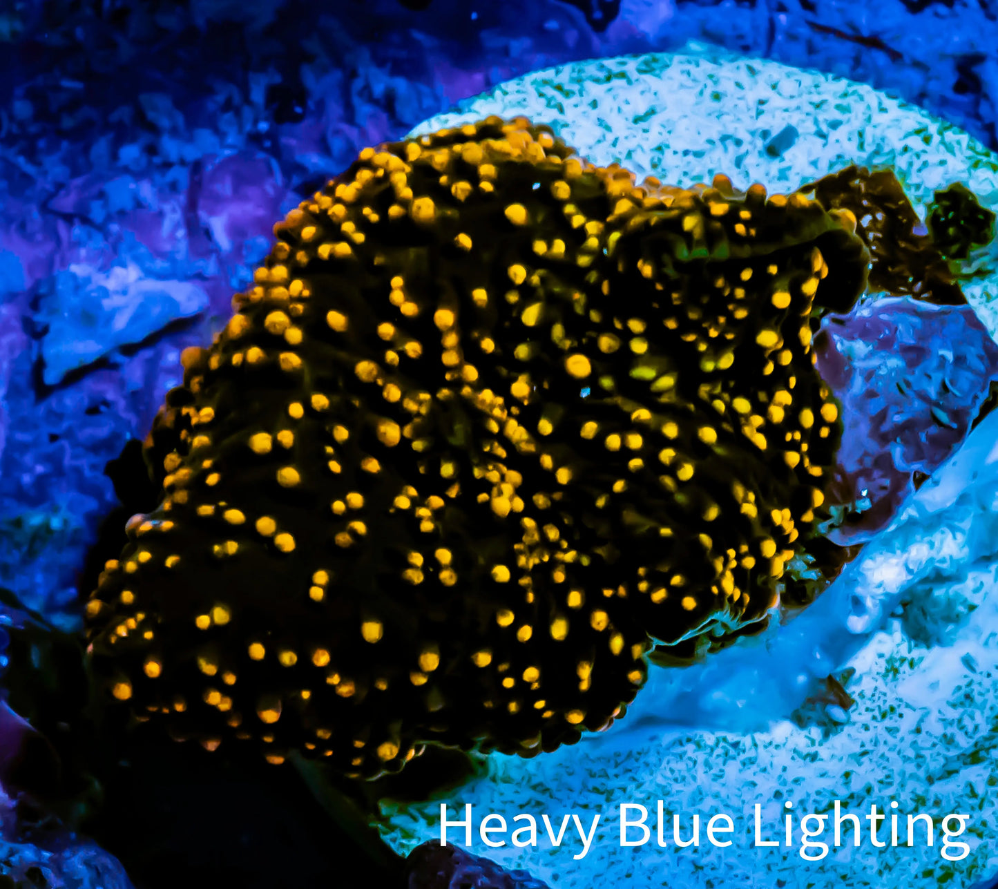 Ultra Corellamorph - Interstella Morph Coral WYSIWYG R!R1B2 Ultra Corellamorph - Interstella Morph Coral WYSIWYG R!R1B2 Animals & Pet Supplies Ultra Corellamorph - Interstella Morph Coral WYSIWYG R!R1B2 Zeo Box Reef