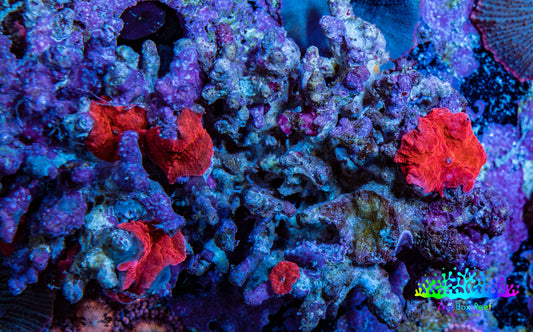 Ultra Corellamorph - Morph Coral Rock WYSIWYG 4cm Ultra Corellamorph - Morph Coral Rock WYSIWYG 4cm Animals & Pet Supplies Ultra Corellamorph - Morph Coral Rock WYSIWYG 4cm Zeo Box Reef