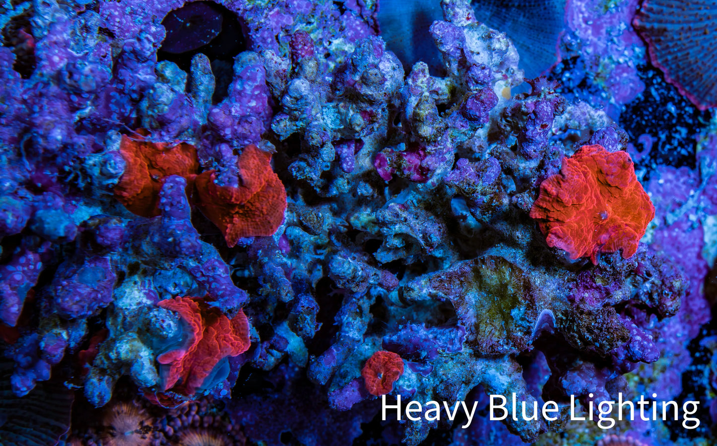 Ultra Corellamorph - Morph Coral Rock WYSIWYG 4cm Ultra Corellamorph - Morph Coral Rock WYSIWYG 4cm Animals & Pet Supplies Ultra Corellamorph - Morph Coral Rock WYSIWYG 4cm Zeo Box Reef