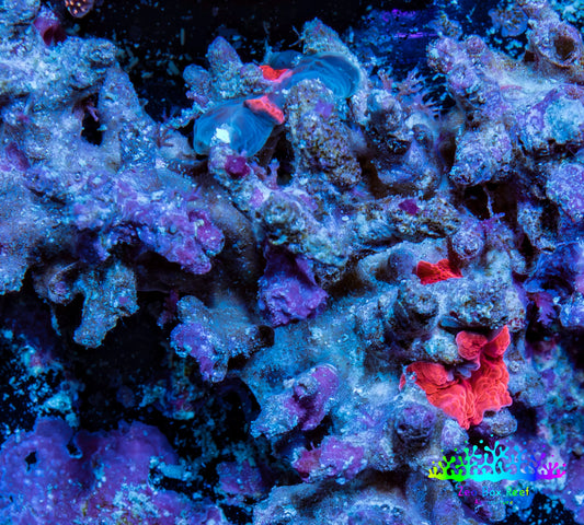 Ultra Corellamorph - Morph Coral Rock WYSIWYG 4cm Ultra Corellamorph - Morph Coral Rock WYSIWYG 4cm Animals & Pet Supplies Ultra Corellamorph - Morph Coral Rock WYSIWYG 4cm Zeo Box Reef