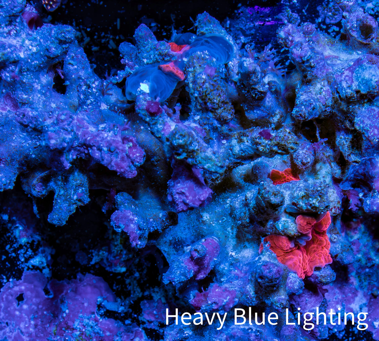 Ultra Corellamorph - Morph Coral Rock WYSIWYG 4cm Ultra Corellamorph - Morph Coral Rock WYSIWYG 4cm Animals & Pet Supplies Ultra Corellamorph - Morph Coral Rock WYSIWYG 4cm Zeo Box Reef