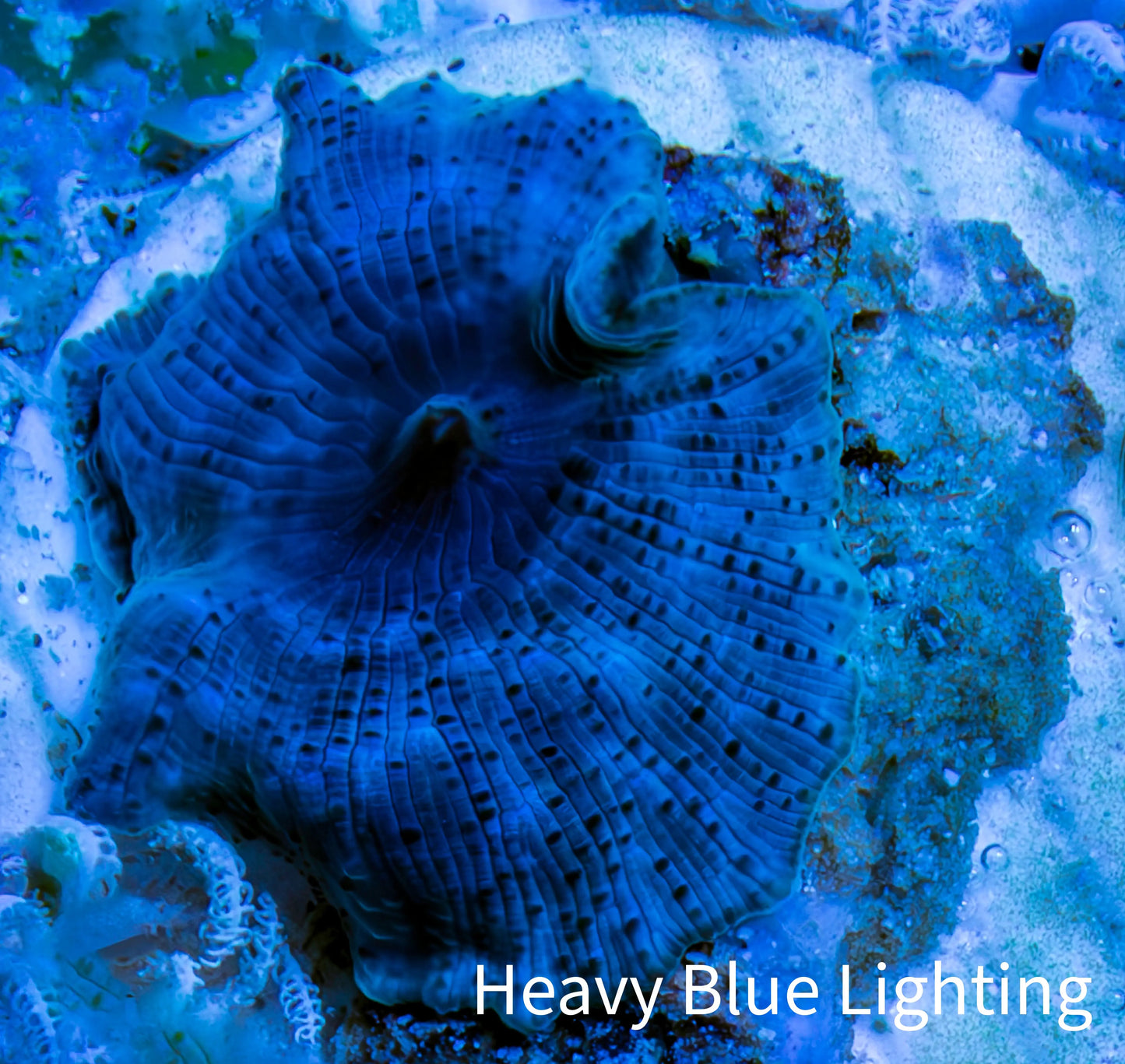 Ultra Corellamorph - Morph Coral WYSIWYG 1.5cm E2R1B2 Ultra Corellamorph - Morph Coral WYSIWYG 1.5cm E2R1B2 Animals & Pet Supplies Ultra Corellamorph - Morph Coral WYSIWYG 1.5cm E2R1B2 Zeo Box Reef