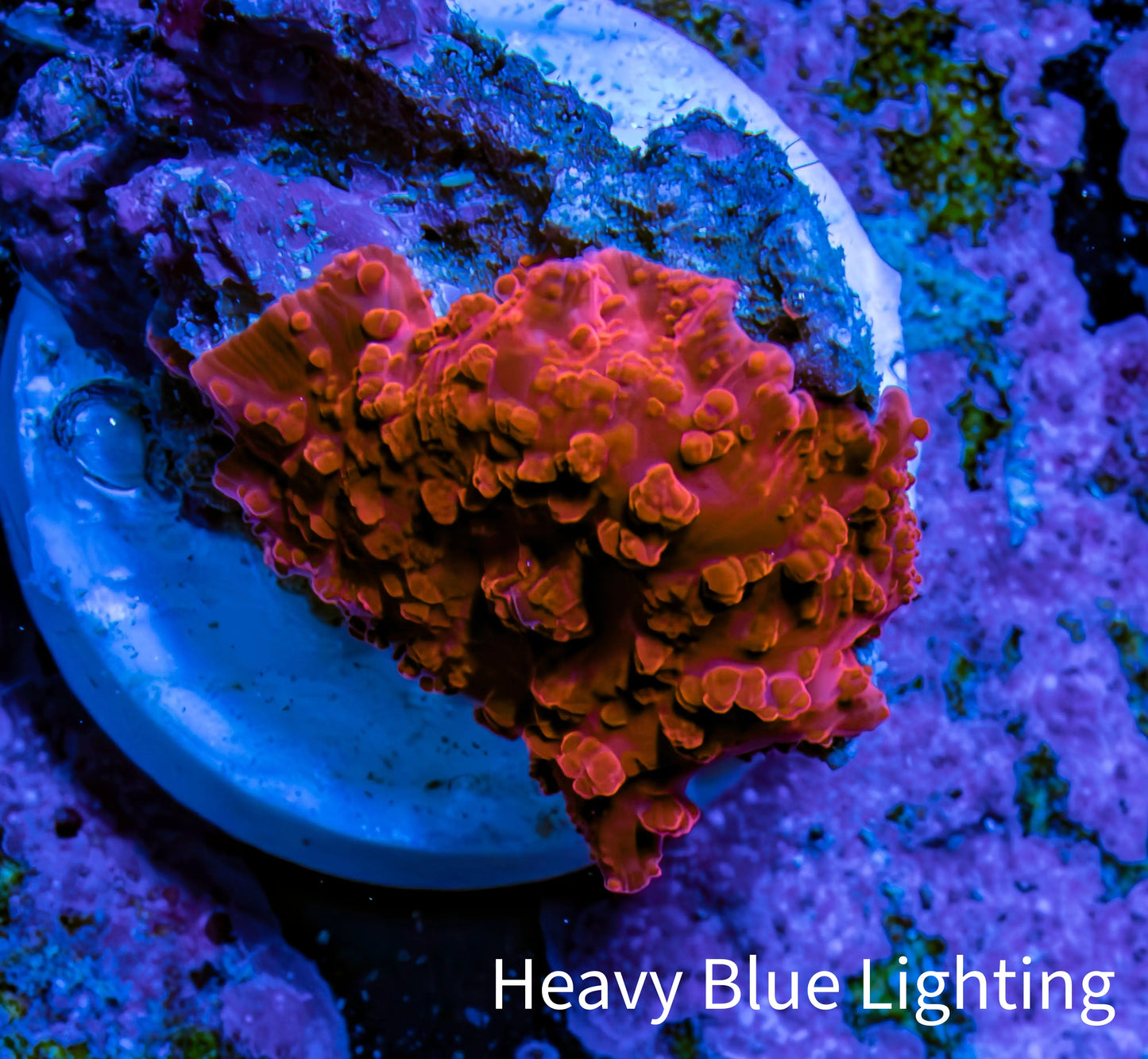 Ultra Corellamorph - Morph Coral WYSIWYG 1.5cm F4R1B2 Ultra Corellamorph - Morph Coral WYSIWYG 1.5cm F4R1B2 Animals & Pet Supplies Ultra Corellamorph - Morph Coral WYSIWYG 1.5cm F4R1B2 Zeo Box Reef