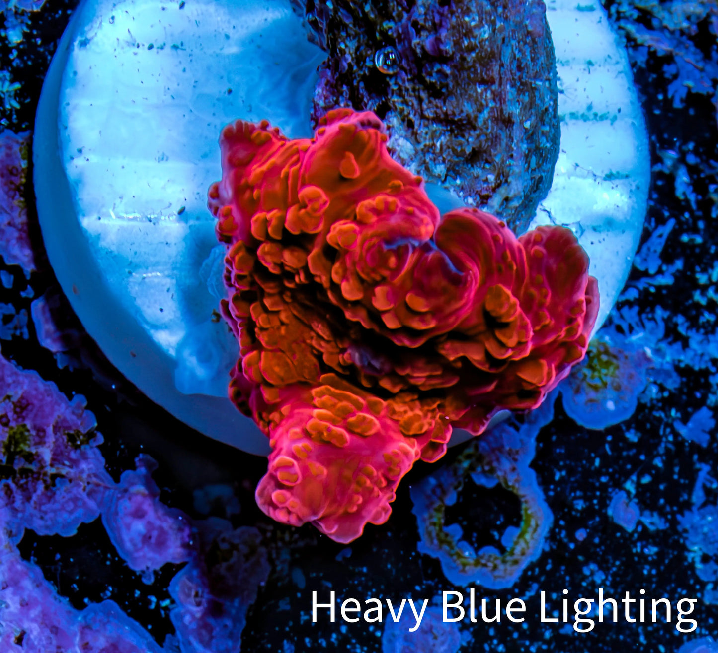 Ultra Corellamorph - Morph Coral WYSIWYG 1cm F5R1B2 Ultra Corellamorph - Morph Coral WYSIWYG 1cm F5R1B2 Animals & Pet Supplies Ultra Corellamorph - Morph Coral WYSIWYG 1cm F5R1B2 Zeo Box Reef