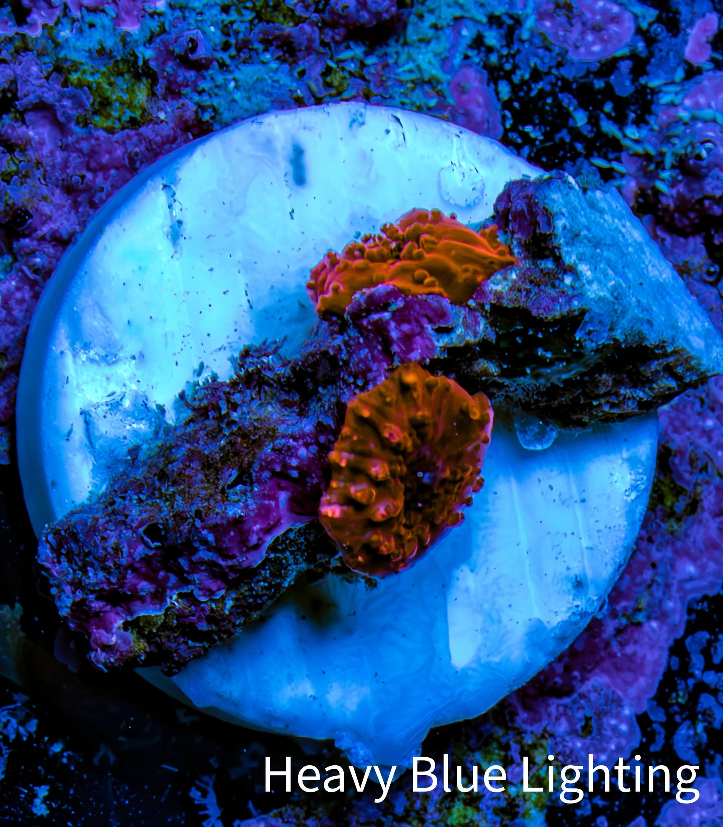 Ultra Corellamorph - Morph Coral WYSIWYG 2x 0.5cm Polyps F6R1B2 Ultra Corellamorph - Morph Coral WYSIWYG 2x 0.5cm Polyps F6R1B2 Animals & Pet Supplies Ultra Corellamorph - Morph Coral WYSIWYG 2x 0.5cm Polyps F6R1B2 Zeo Box Reef