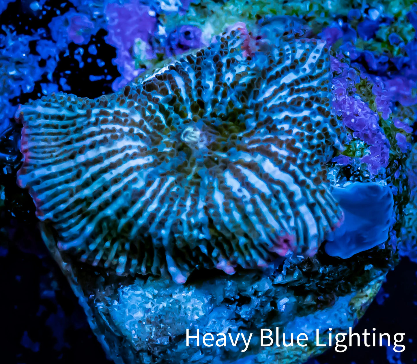 Ultra Corellamorph - Night Lord Morph Coral WYSIWYG 1.5cm Ultra Corellamorph - Night Lord Morph Coral WYSIWYG 1.5cm Animals & Pet Supplies Ultra Corellamorph - Night Lord Morph Coral WYSIWYG 1.5cm Zeo Box Reef