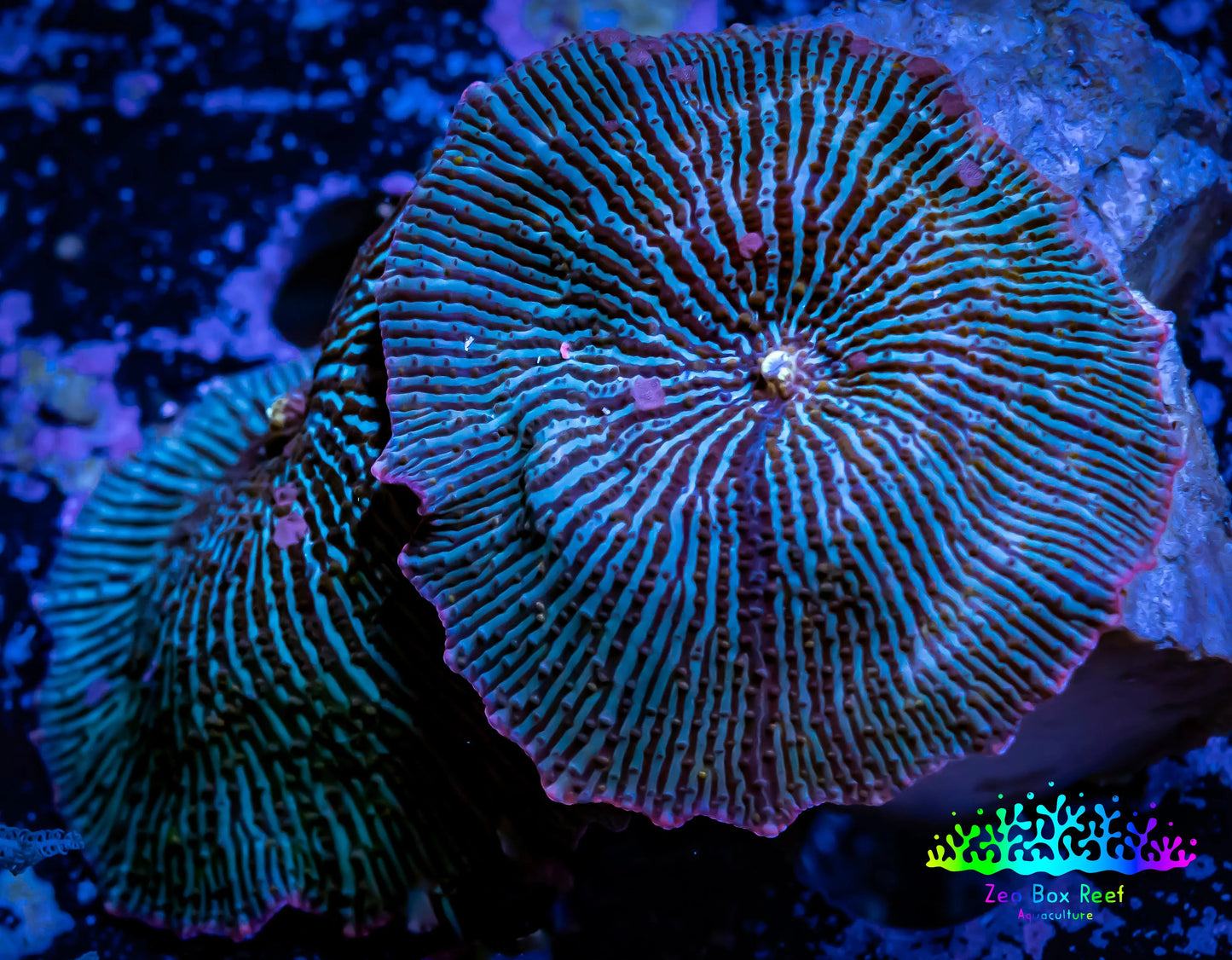 Ultra Corellamorph - Night Lord Morph Coral WYSIWYG 2 Polyps 5cm Ultra Corellamorph - Night Lord Morph Coral WYSIWYG 2 Polyps 5cm Animals & Pet Supplies Ultra Corellamorph - Night Lord Morph Coral WYSIWYG 2 Polyps 5cm Zeo Box Reef