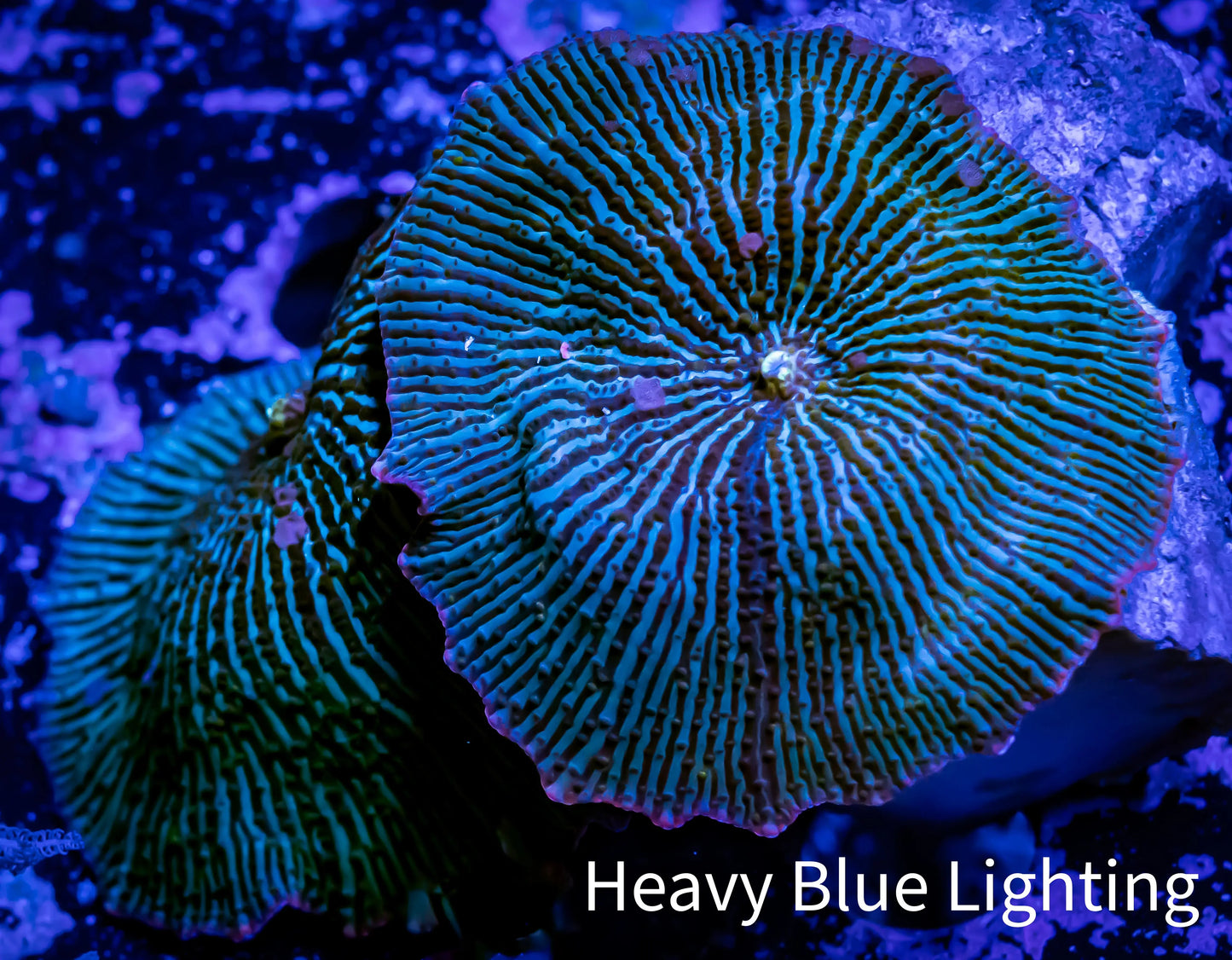 Ultra Corellamorph - Night Lord Morph Coral WYSIWYG 2 Polyps 5cm Ultra Corellamorph - Night Lord Morph Coral WYSIWYG 2 Polyps 5cm Animals & Pet Supplies Ultra Corellamorph - Night Lord Morph Coral WYSIWYG 2 Polyps 5cm Zeo Box Reef