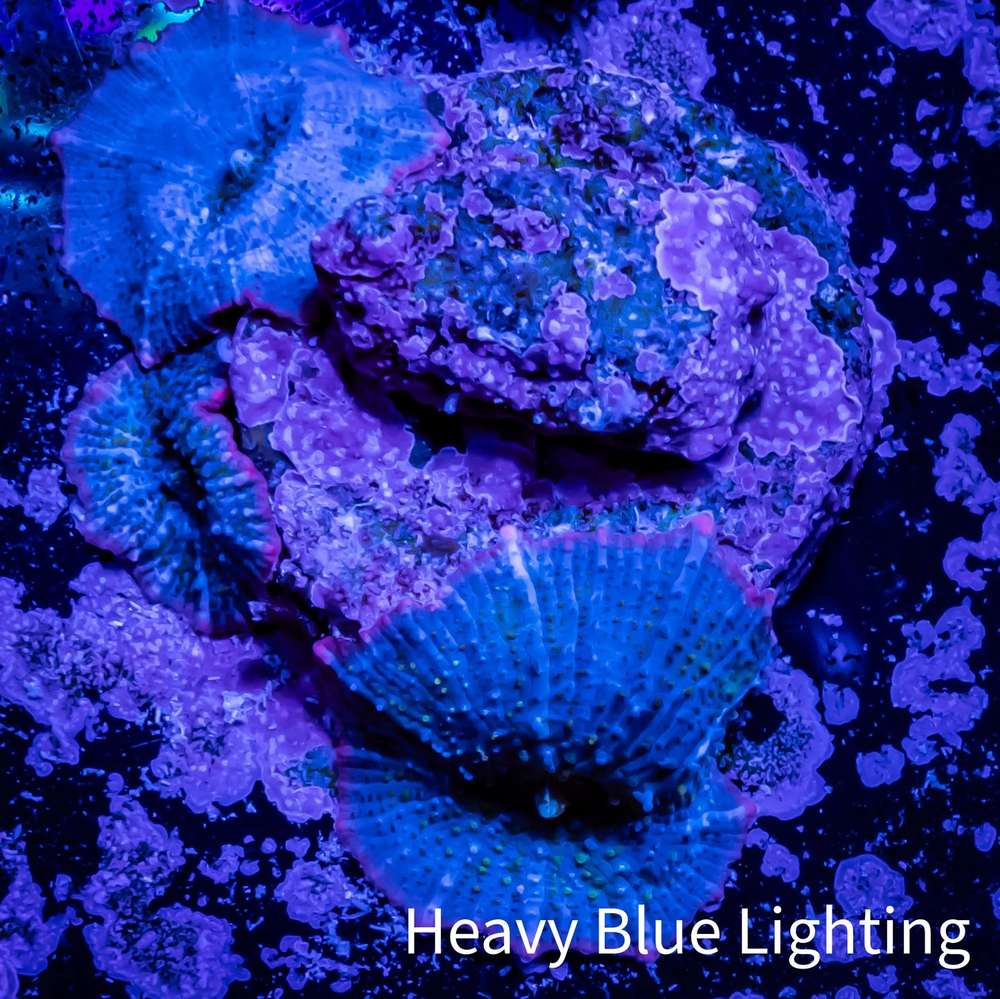 Ultra Corellamorph - Night Lord Morph Coral WYSIWYG Ultra Corellamorph - Night Lord Morph Coral WYSIWYG Animals & Pet Supplies Ultra Corellamorph - Night Lord Morph Coral WYSIWYG Zeo Box Reef