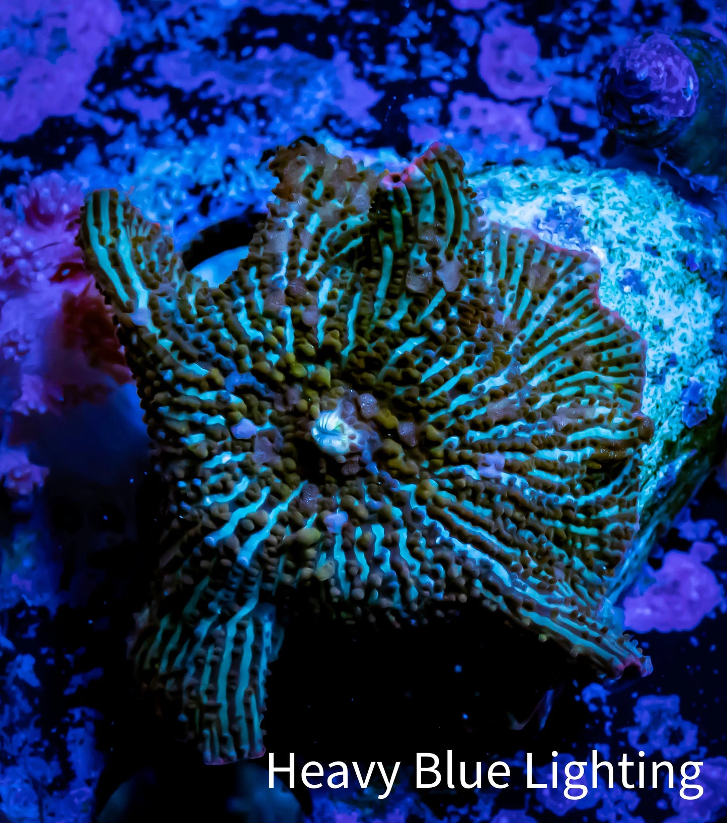 Ultra Corellamorph - Night Lord Morph Coral WYSIWYG Ultra Corellamorph - Night Lord Morph Coral WYSIWYG Animals & Pet Supplies Ultra Corellamorph - Night Lord Morph Coral WYSIWYG Zeo Box Reef