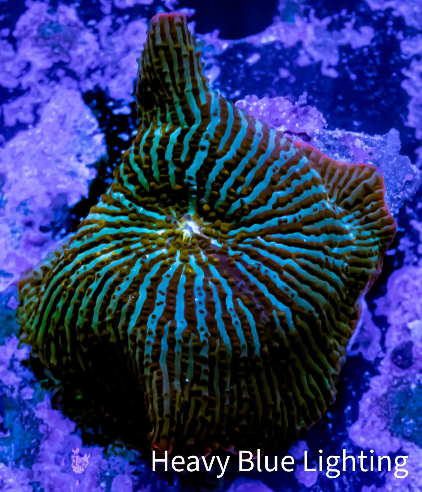 Ultra Corellamorph - Night Lord Morph Coral WYSIWYG Ultra Corellamorph - Night Lord Morph Coral WYSIWYG Animals & Pet Supplies Ultra Corellamorph - Night Lord Morph Coral WYSIWYG Zeo Box Reef