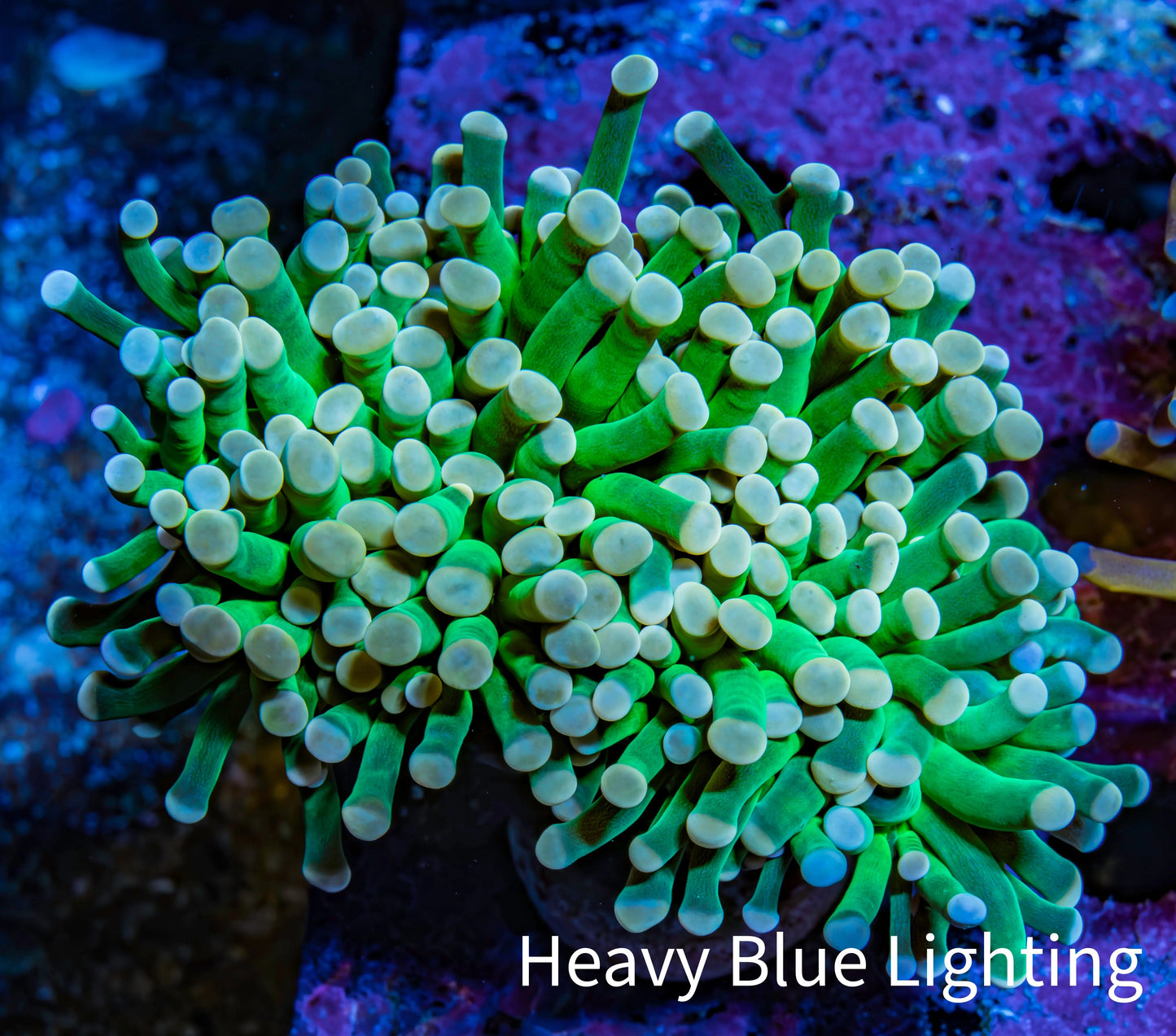 Ultra Cotton Candy Torch Coral 6cm WYSIWYG Ultra Cotton Candy Torch Coral 6cm WYSIWYG LPS Ultra Cotton Candy Torch Coral 6cm WYSIWYG Zeo Box Reef