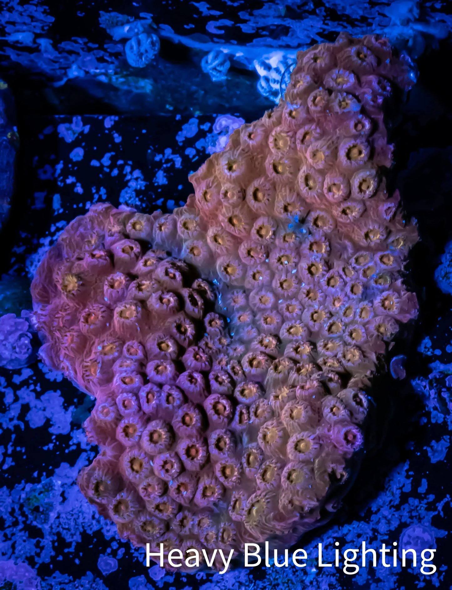 Ultra Cyphastrea - WYSIWYG 4cm Ultra Cyphastrea - WYSIWYG 4cm SPS Ultra Cyphastrea - WYSIWYG 4cm Zeo Box Reef