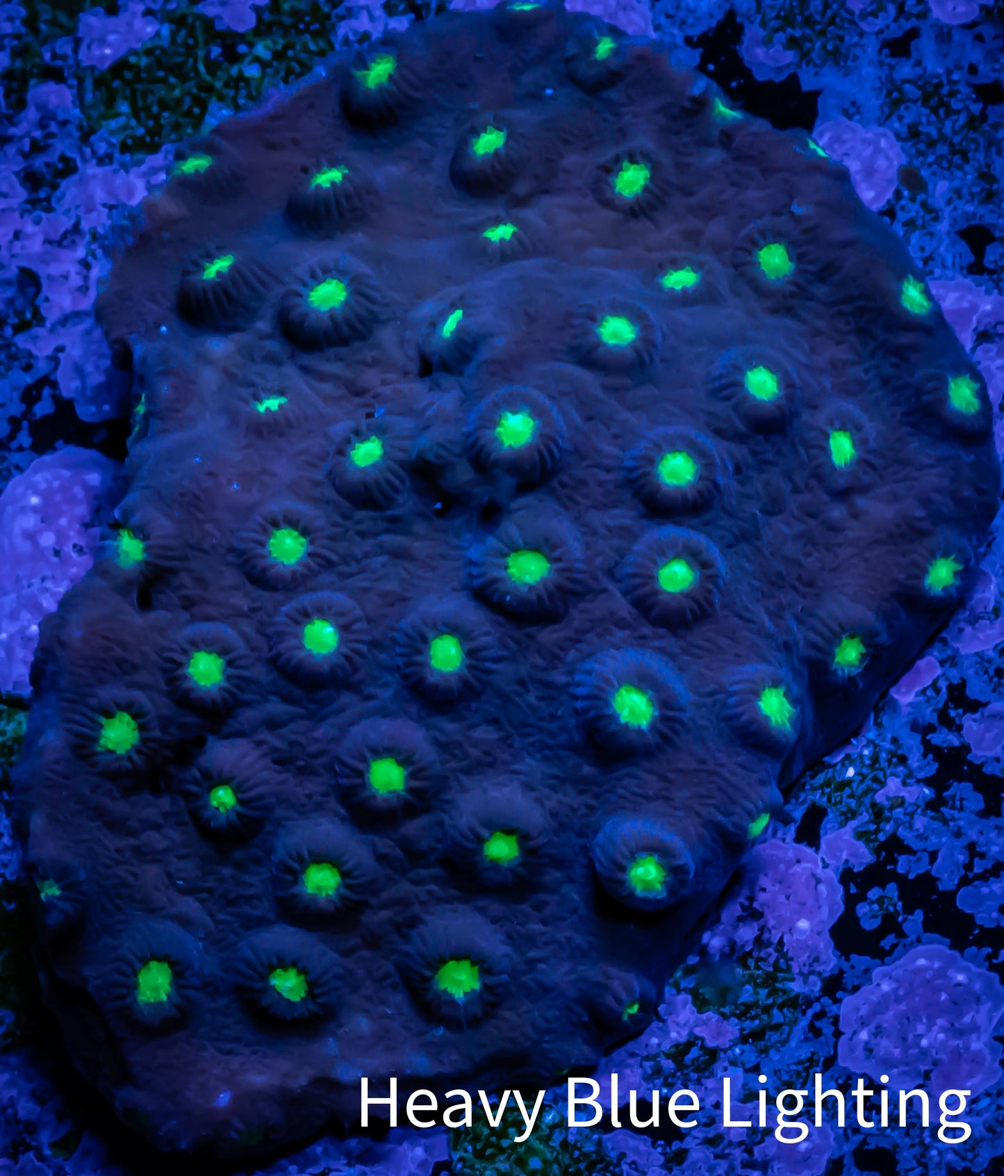 Ultra Cyphastrea - WYSIWYG 4cm Ultra Cyphastrea - WYSIWYG 4cm SPS Ultra Cyphastrea - WYSIWYG 4cm Zeo Box Reef