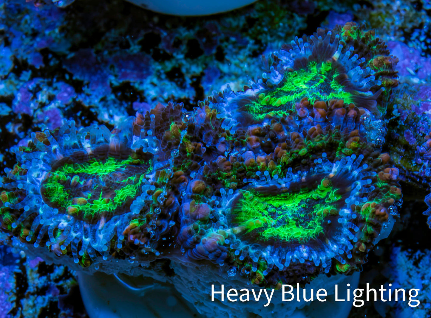 Ultra Electric Green, Blue & Purple Acan Coral Frag, WYSIWYG F2R3B1 (Copy) Ultra Electric Green, Blue & Purple Acan Coral Frag, WYSIWYG F2R3B1 (Copy) LPS Coral Ultra Electric Green, Blue & Purple Acan Coral Frag, WYSIWYG F2R3B1 (Copy) Zeo Box Reef