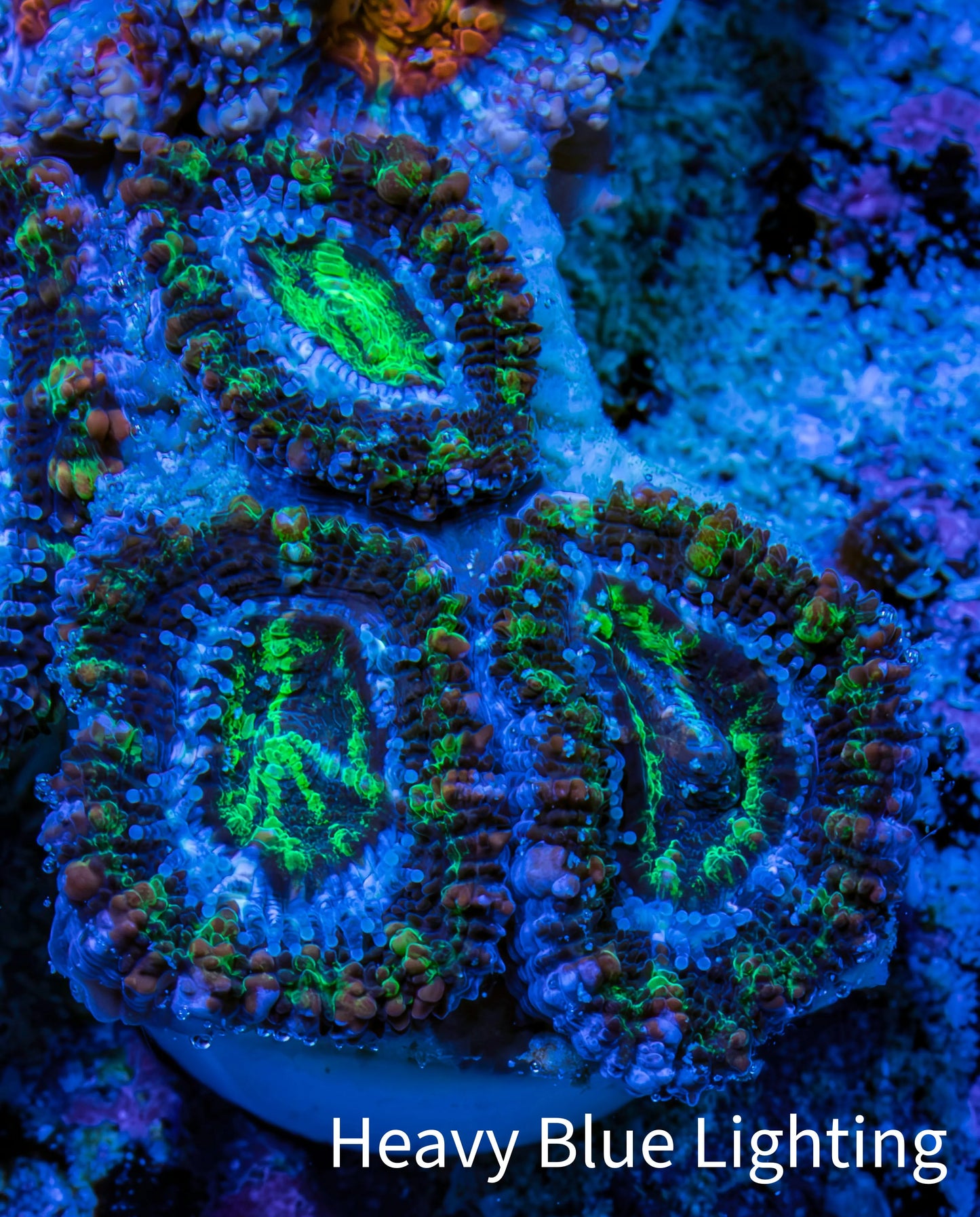 Ultra Electric Green, Blue & Purple Acan Coral Frag, WYSIWYG F3R3B1 Ultra Electric Green, Blue & Purple Acan Coral Frag, WYSIWYG F3R3B1 LPS Coral Ultra Electric Green, Blue & Purple Acan Coral Frag, WYSIWYG F3R3B1 Zeo Box Reef