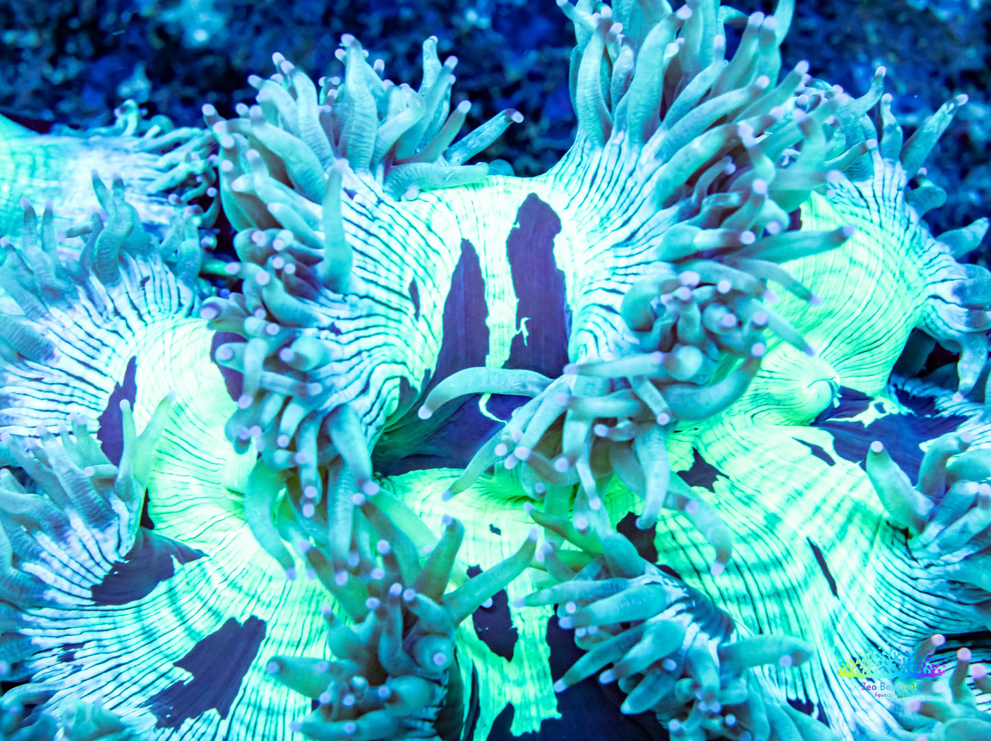 Ultra Elegance Coral- WYSIWYG 12cm Ultra Elegance Coral- WYSIWYG 12cm Aquarium Decor Ultra Elegance Coral- WYSIWYG 12cm Zeo Box Reef