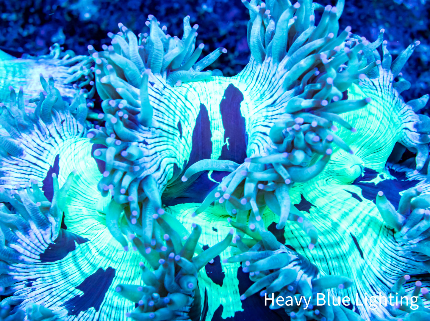 Ultra Elegance Coral- WYSIWYG 12cm Ultra Elegance Coral- WYSIWYG 12cm Aquarium Decor Ultra Elegance Coral- WYSIWYG 12cm Zeo Box Reef