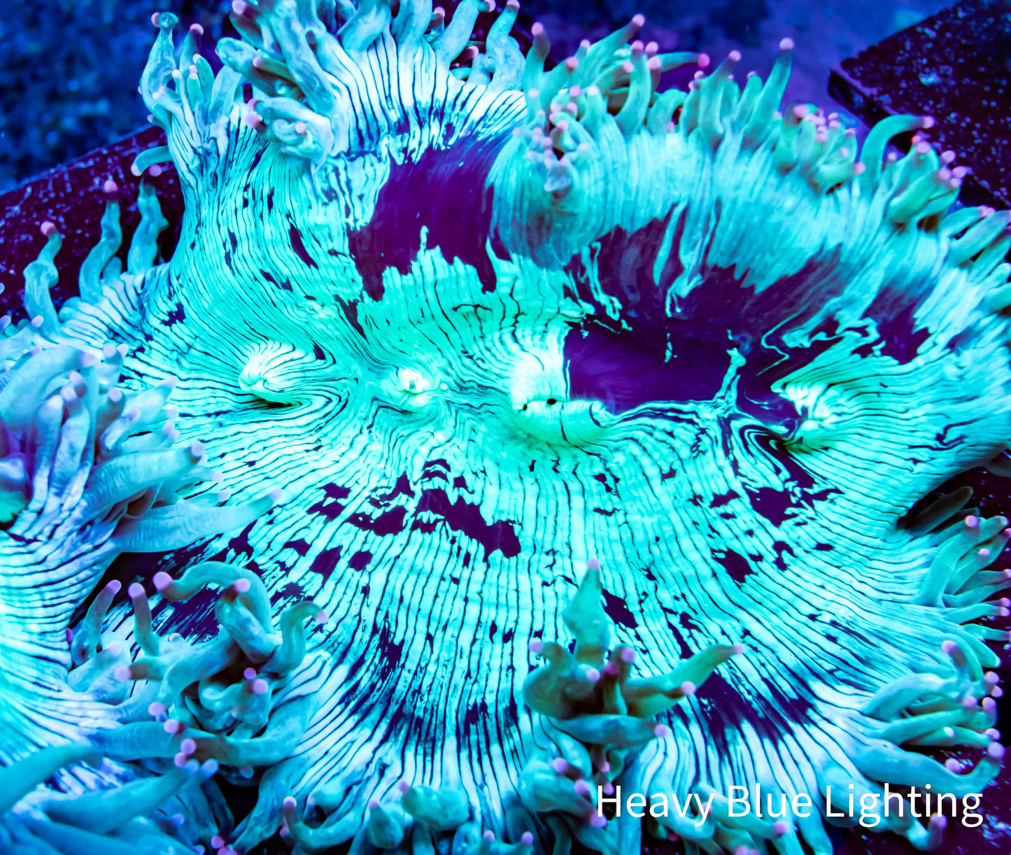 Ultra Elegance Coral- WYSIWYG 12cm Ultra Elegance Coral- WYSIWYG 12cm Aquarium Decor Ultra Elegance Coral- WYSIWYG 12cm Zeo Box Reef