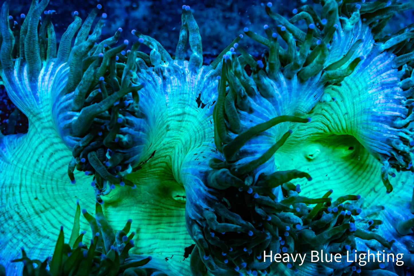 Ultra Elegance Coral- WYSIWYG 13cm Ultra Elegance Coral- WYSIWYG 13cm Aquarium Decor Ultra Elegance Coral- WYSIWYG 13cm Zeo Box Reef