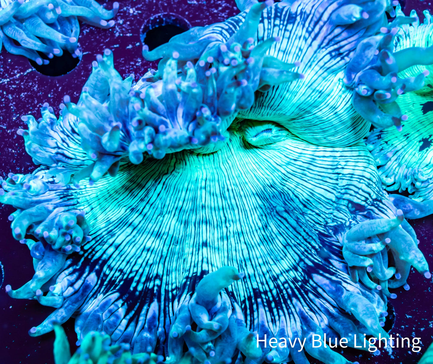 Ultra Elegance Coral- WYSIWYG 8cm Ultra Elegance Coral- WYSIWYG 8cm Aquarium Decor Ultra Elegance Coral- WYSIWYG 8cm Zeo Box Reef