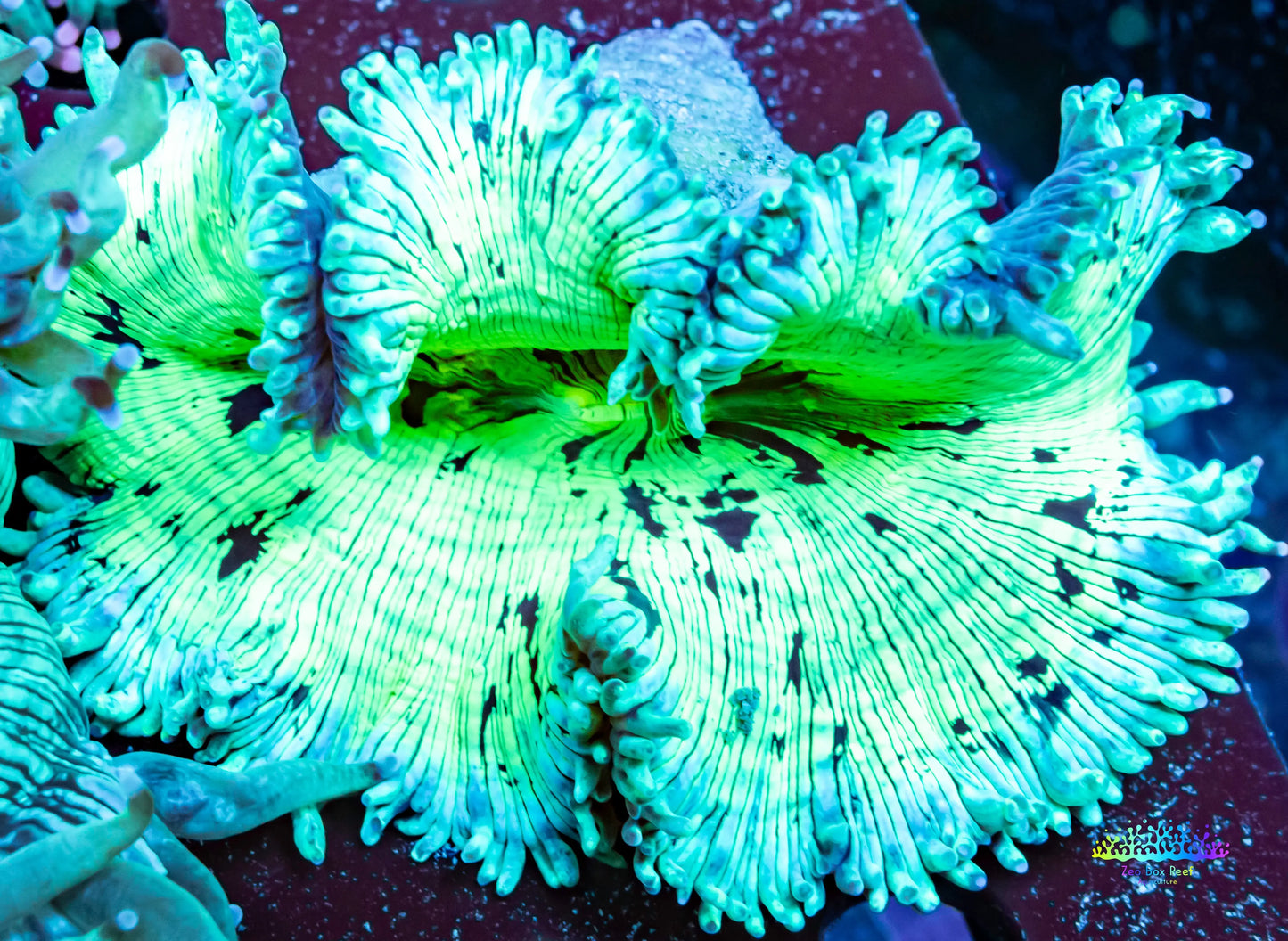 Ultra Elegance Coral- WYSIWYG 8cm Ultra Elegance Coral- WYSIWYG 8cm Aquarium Decor Ultra Elegance Coral- WYSIWYG 8cm Zeo Box Reef
