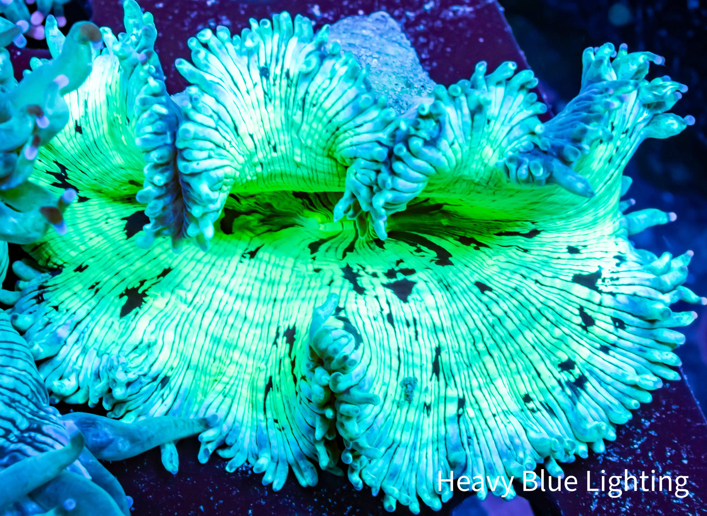 Ultra Elegance Coral- WYSIWYG 8cm Ultra Elegance Coral- WYSIWYG 8cm Aquarium Decor Ultra Elegance Coral- WYSIWYG 8cm Zeo Box Reef