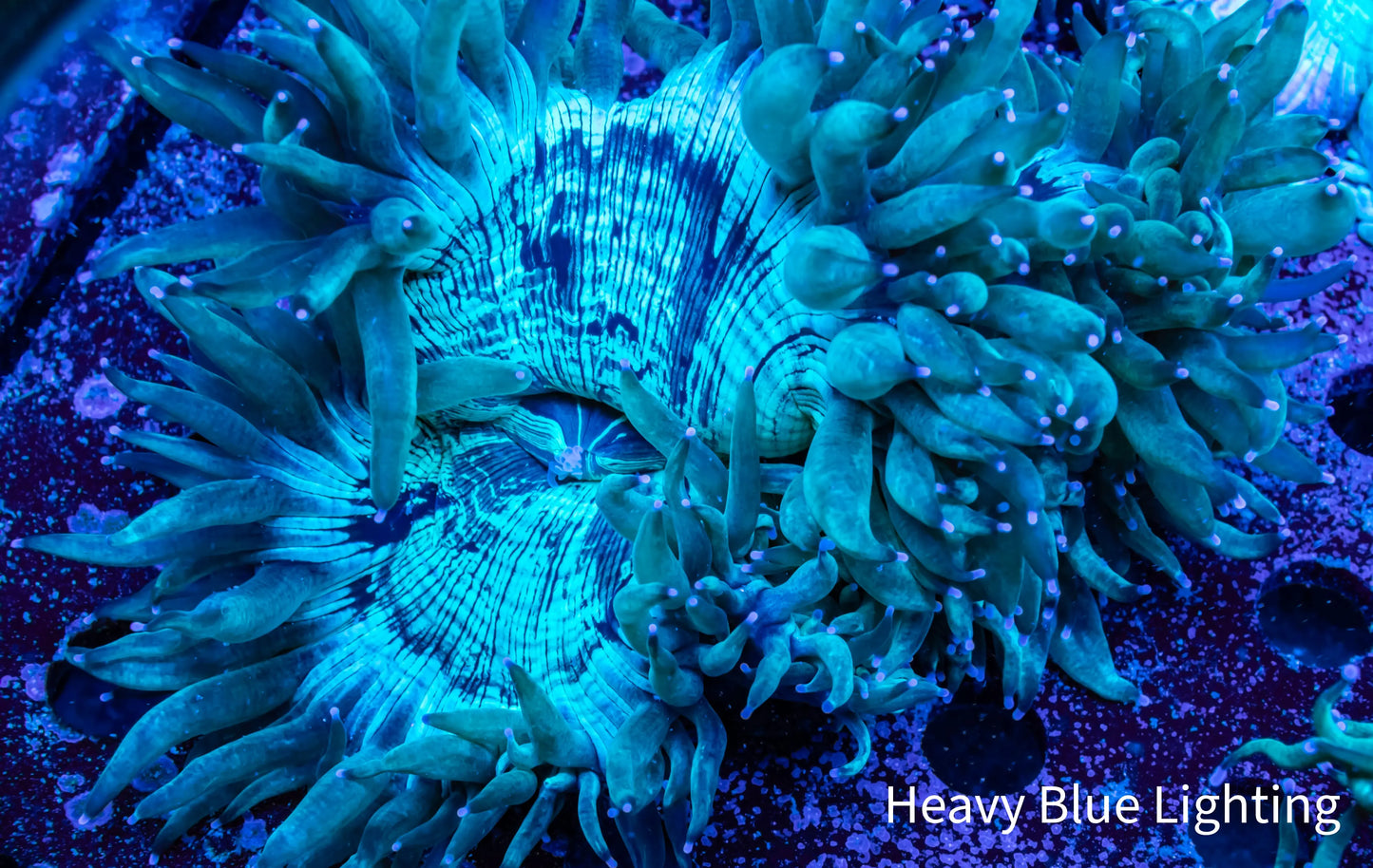 Ultra Elegance Coral- WYSIWYG 8cm Ultra Elegance Coral- WYSIWYG 8cm Aquarium Decor Ultra Elegance Coral- WYSIWYG 8cm Zeo Box Reef