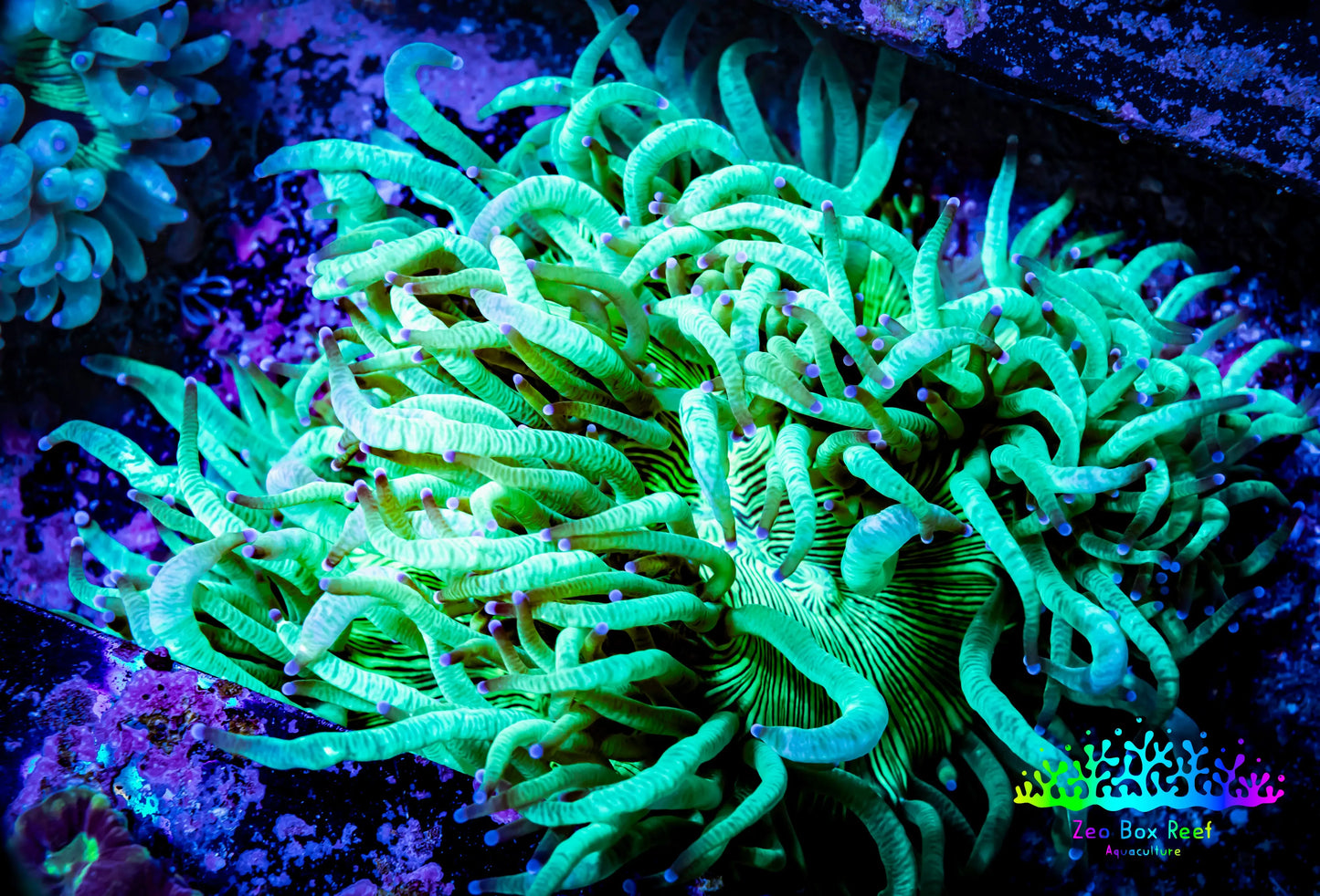 Ultra Elegance Coral- Purple Tip 10cm WYSIWYG Ultra Elegance Coral- Purple Tip 10cm WYSIWYG Aquarium Decor Ultra Elegance Coral- Purple Tip 10cm WYSIWYG Zeo Box Reef