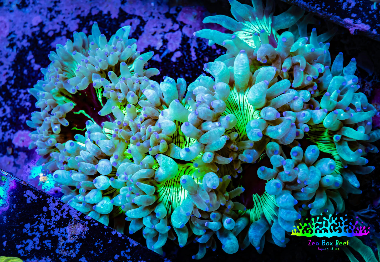 Ultra Elegance Coral- Purple Tip 10cm Ultra Elegance Coral- Purple Tip 10cm Aquarium Decor Ultra Elegance Coral- Purple Tip 10cm Zeo Box Reef