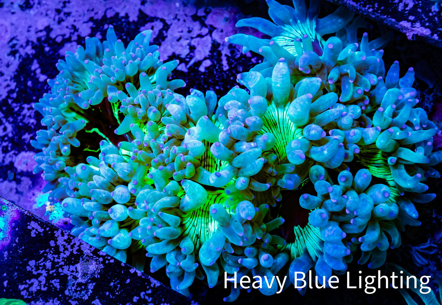 Ultra Elegance Coral- Purple Tip 10cm Ultra Elegance Coral- Purple Tip 10cm Aquarium Decor Ultra Elegance Coral- Purple Tip 10cm Zeo Box Reef