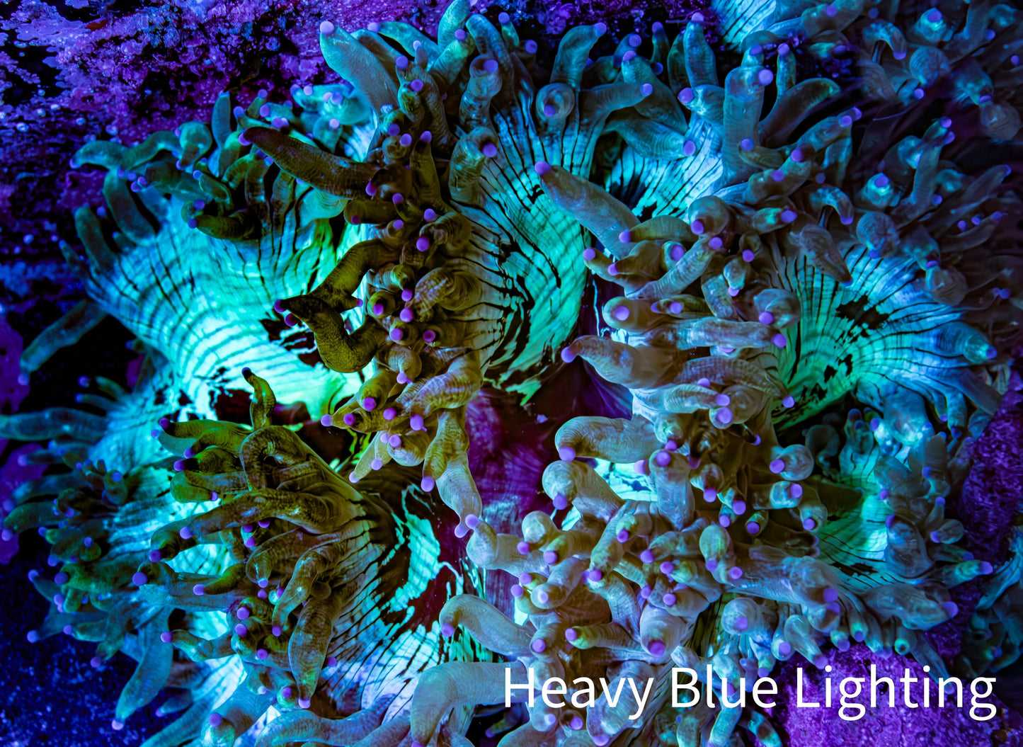Ultra Elegance Coral- Purple Tip 11cm WYSIWYG A1T1 Ultra Elegance Coral- Purple Tip 11cm WYSIWYG A1T1 Aquarium Decor Ultra Elegance Coral- Purple Tip 11cm WYSIWYG A1T1 Zeo Box Reef