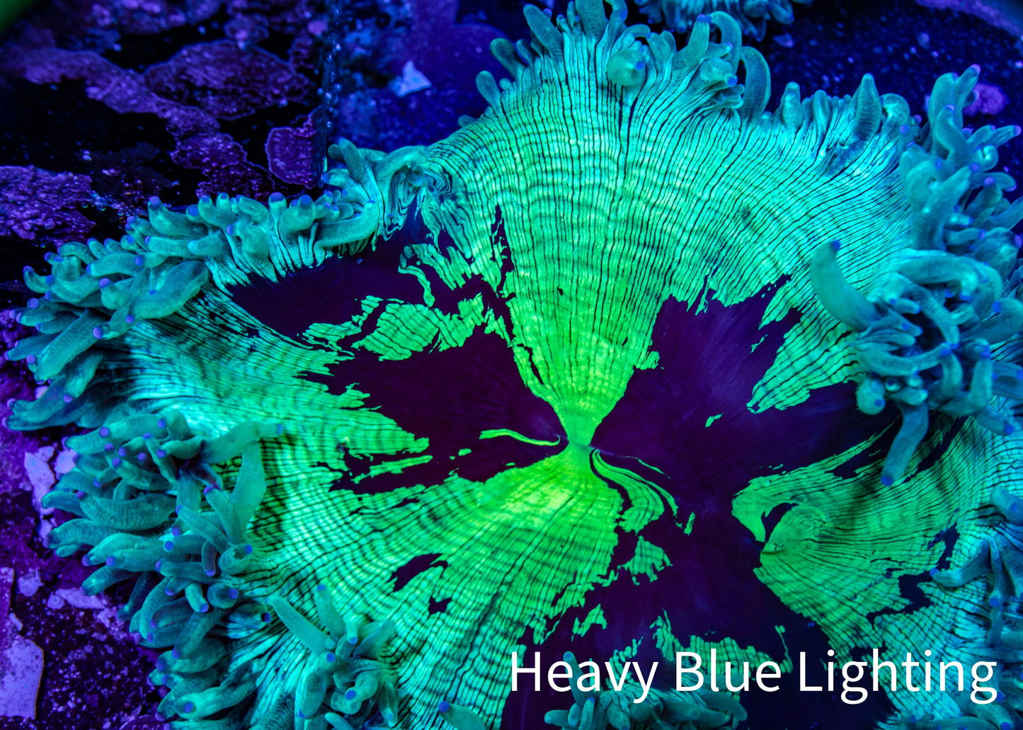 Ultra Elegance Coral- Purple Tip 12cm WYSIWYG Ultra Elegance Coral- Purple Tip 12cm WYSIWYG Aquarium Decor Ultra Elegance Coral- Purple Tip 12cm WYSIWYG Zeo Box Reef