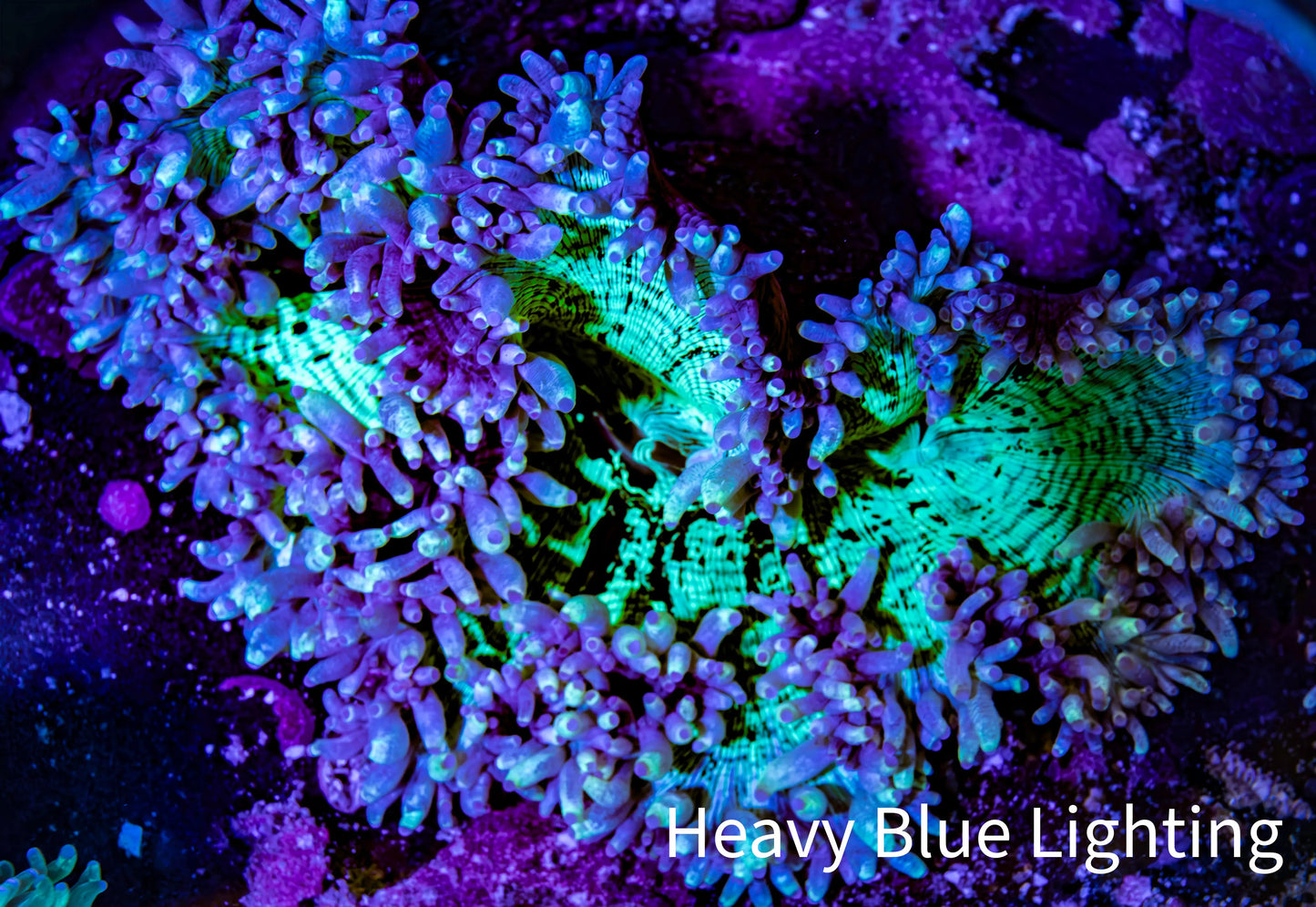 Ultra Elegance Coral- Purple Tip 14cm WYSIWYG Ultra Elegance Coral- Purple Tip 14cm WYSIWYG Aquarium Decor Ultra Elegance Coral- Purple Tip 14cm WYSIWYG Zeo Box Reef