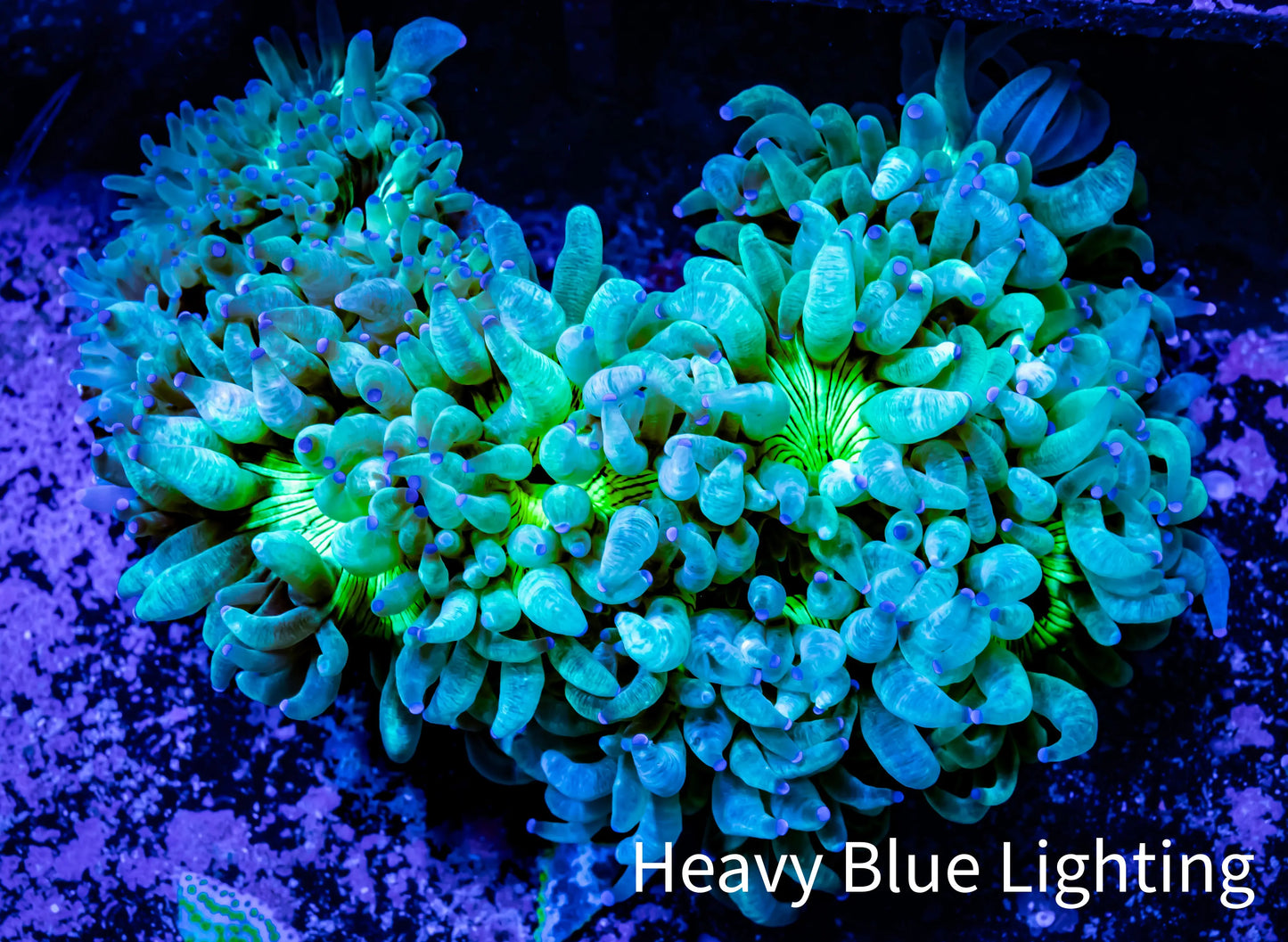 Ultra Elegance Coral- Purple Tip 8cm WYSIWYG Ultra Elegance Coral- Purple Tip 8cm WYSIWYG Aquarium Decor Ultra Elegance Coral- Purple Tip 8cm WYSIWYG Zeo Box Reef