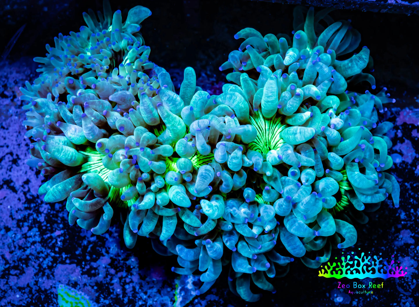 Ultra Elegance Coral- Purple Tip 8cm WYSIWYG Ultra Elegance Coral- Purple Tip 8cm WYSIWYG Aquarium Decor Ultra Elegance Coral- Purple Tip 8cm WYSIWYG Zeo Box Reef