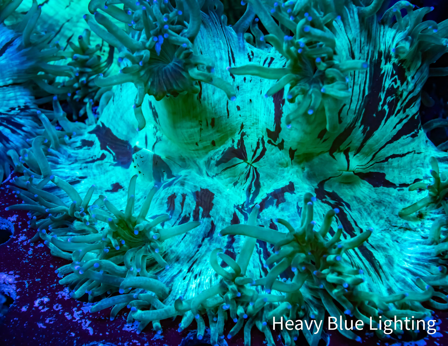 Ultra Elegance Coral- Purple Tip Tip 15cm WYSIWYG Ultra Elegance Coral- Purple Tip Tip 15cm WYSIWYG Aquarium Decor Ultra Elegance Coral- Purple Tip Tip 15cm WYSIWYG Zeo Box Reef