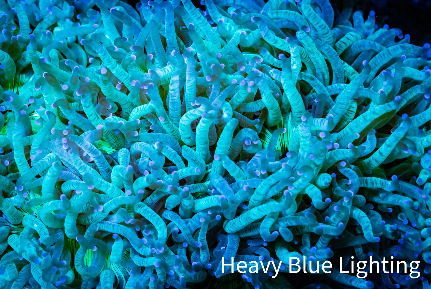 Ultra Elegance Coral- Purple Tip Tip 8cm Ultra Elegance Coral- Purple Tip Tip 8cm Aquarium Decor Ultra Elegance Coral- Purple Tip Tip 8cm Zeo Box Reef