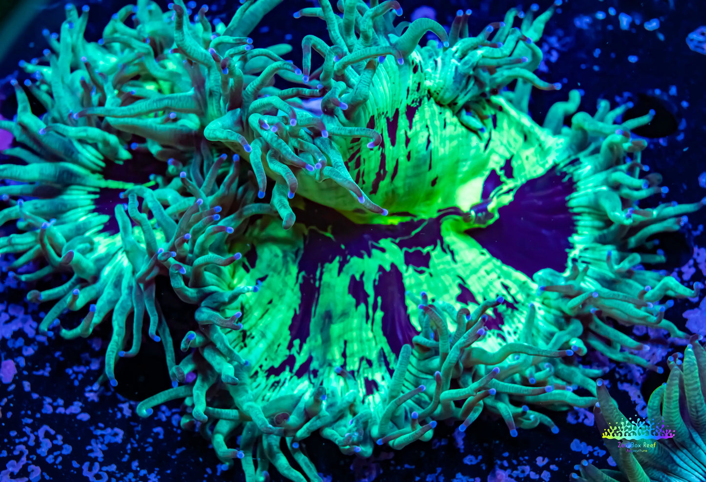 Ultra Elegance Coral- WYSIWYG 9cm Ultra Elegance Coral- WYSIWYG 9cm Aquarium Decor Ultra Elegance Coral- WYSIWYG 9cm Zeo Box Reef