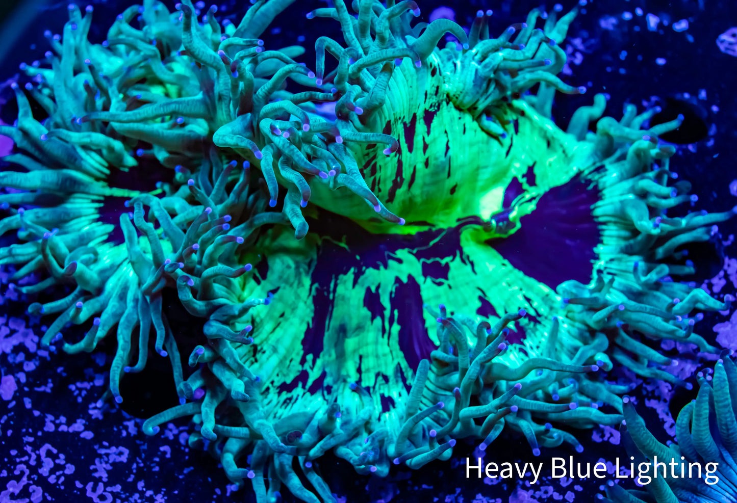 Ultra Elegance Coral- WYSIWYG 9cm Ultra Elegance Coral- WYSIWYG 9cm Aquarium Decor Ultra Elegance Coral- WYSIWYG 9cm Zeo Box Reef