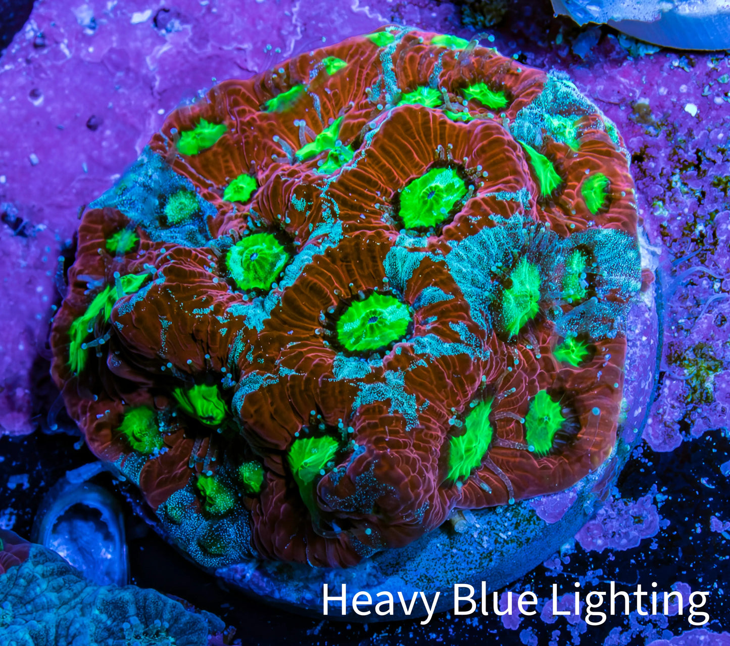 Ultra Emerald Splatter Favia Coral Frag Ultra Emerald Splatter Favia Coral Frag Aquarium Decor Ultra Emerald Splatter Favia Coral Frag Zeo Box Reef