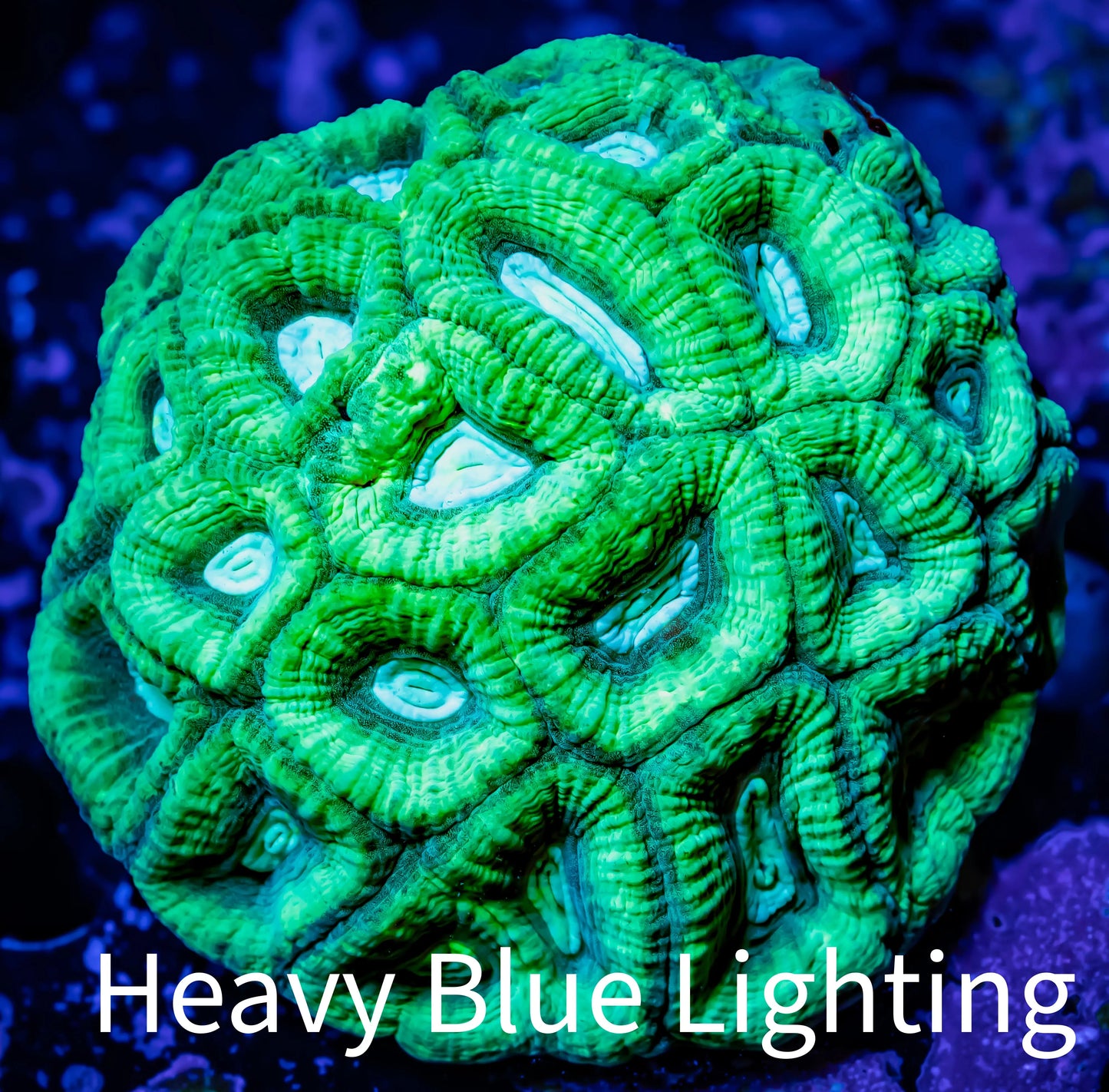 Ultra Favia Coral - Lemon Lime Favia 8cm Ultra Favia Coral - Lemon Lime Favia 8cm Aquarium Decor Ultra Favia Coral - Lemon Lime Favia 8cm Zeo Box Reef