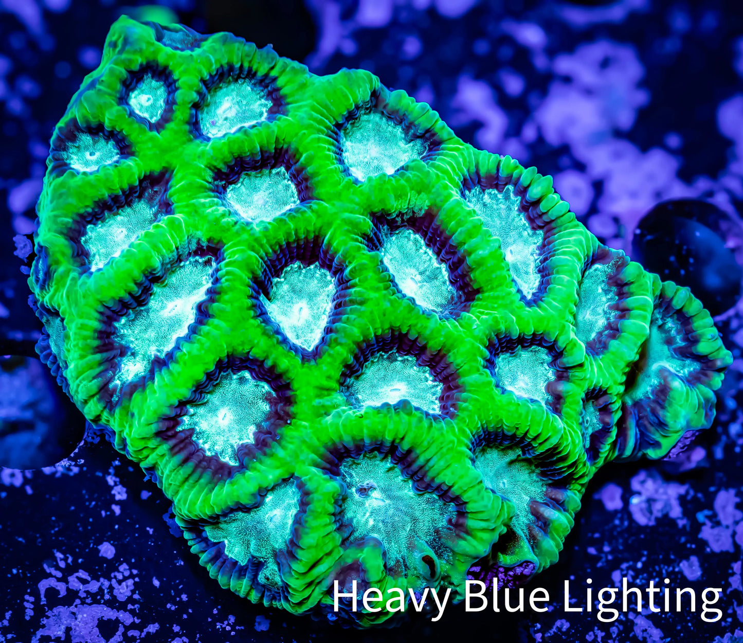 Ultra Favia Coral WYSIWYG 5cm (Copy) Ultra Favia Coral WYSIWYG 5cm (Copy) LPS Coral Ultra Favia Coral WYSIWYG 5cm (Copy) Zeo Box Reef
