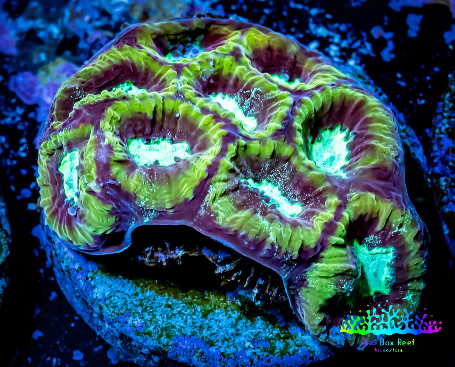 Ultra Favia Coral--WYSIWYG Frag Ultra Favia Coral--WYSIWYG Frag Aquarium Decor Ultra Favia Coral--WYSIWYG Frag Zeo Box Reef