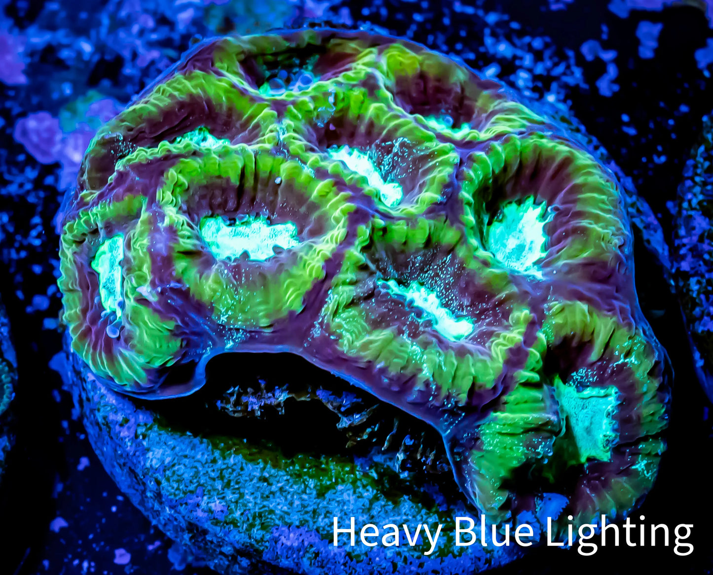 Ultra Favia Coral--WYSIWYG Frag Ultra Favia Coral--WYSIWYG Frag Aquarium Decor Ultra Favia Coral--WYSIWYG Frag Zeo Box Reef