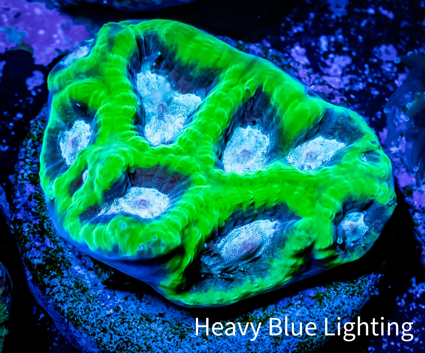 Ultra Favia Coral--WYSIWYG Frag Ultra Favia Coral--WYSIWYG Frag Aquarium Decor Ultra Favia Coral--WYSIWYG Frag Zeo Box Reef