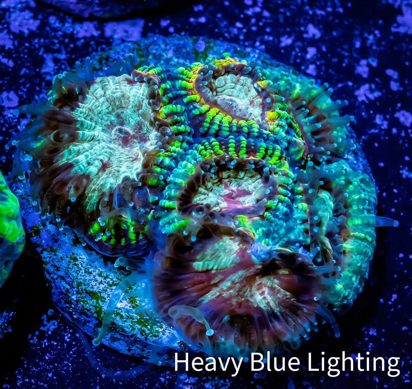 Ultra Favia Coral--WYSIWYG Frag Ultra Favia Coral--WYSIWYG Frag Aquarium Decor Ultra Favia Coral--WYSIWYG Frag Zeo Box Reef